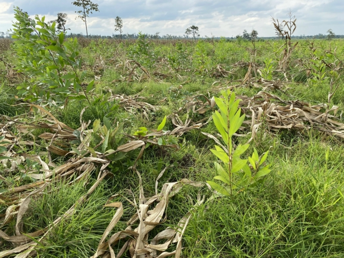 Tờm chi keo pa geh tam tàm rơndăp tàm bă ù brê geh is
