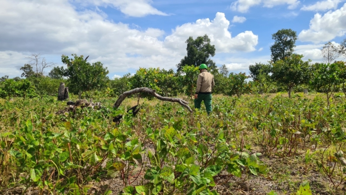 Amăng lăm lŏn glai pơgang hĭ sir krep lĕ đang boh ñông hăng rơtă rơbai