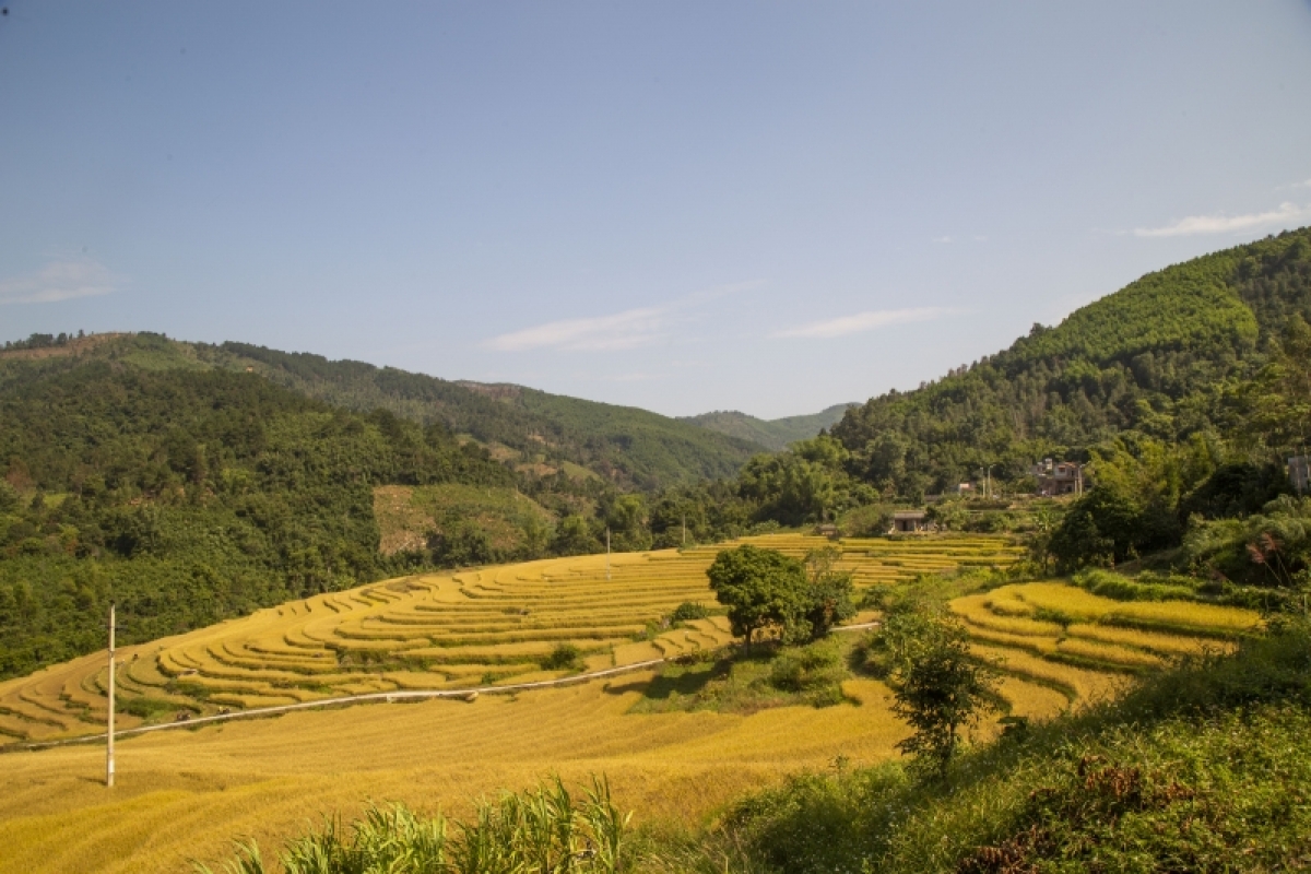       Những thửa ruộng bậc thang chín vàng như dát vàng trải dài khắp triển núi Cao Xiêm, Cao Ba Lanh...     