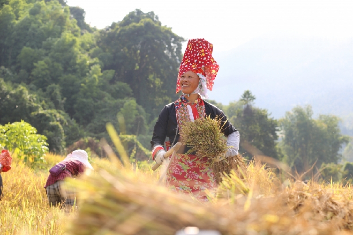 Nụ cười mừng rỡ khi lúa năm nay được mùa của người Sán Chỉ tại thôn Nà Choòng, xã Hoành Mô, huyện Bình Liêu.