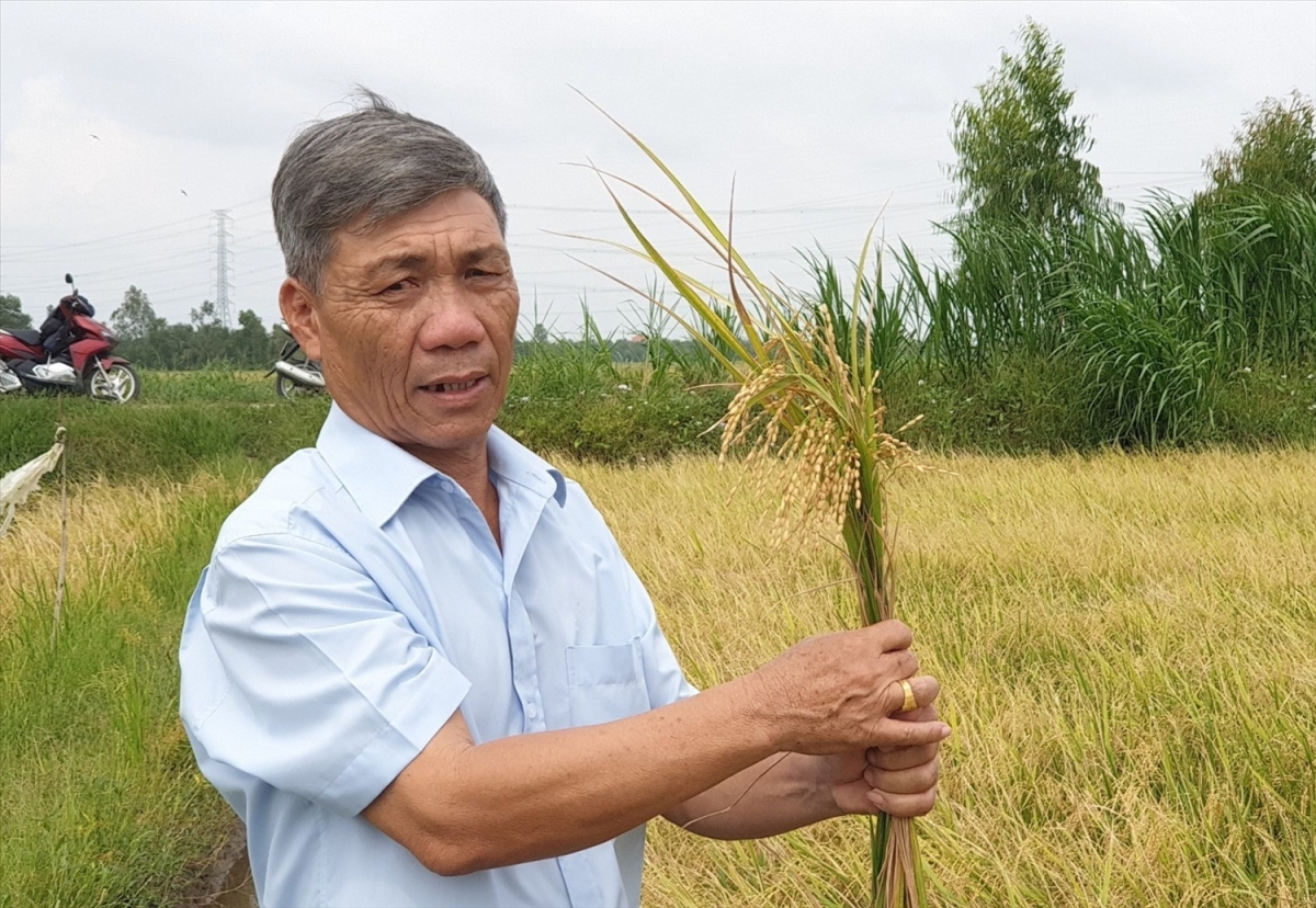 Mikva caong hu jien mek tame tani tanat meng bruk pala padai chất lượng glaong