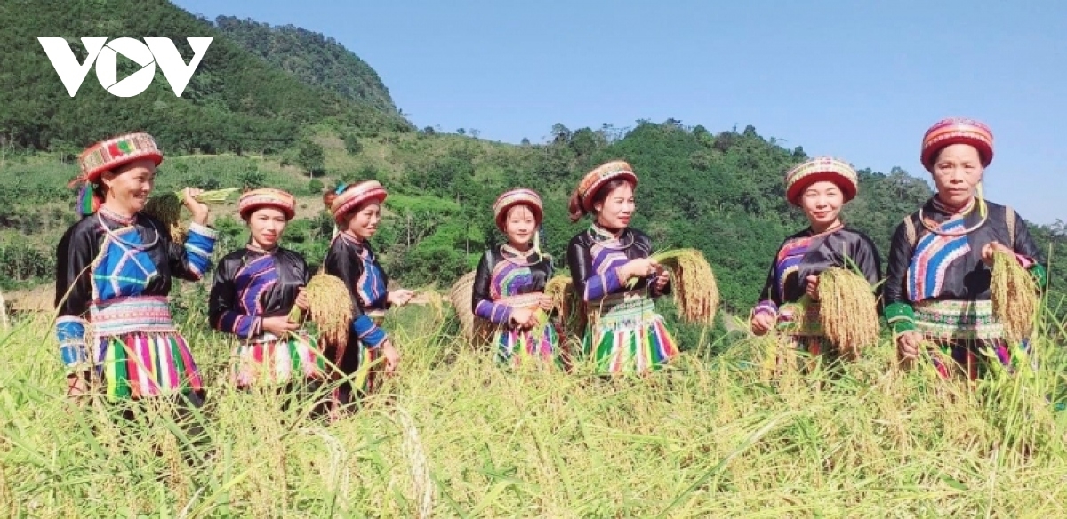 Trải nghiệm hái lúa nếp Tài và giã bánh dày cùng đồng bào Dao tại thôn Phiêng Phàng, xã Yến Dương, huyện Ba Bể