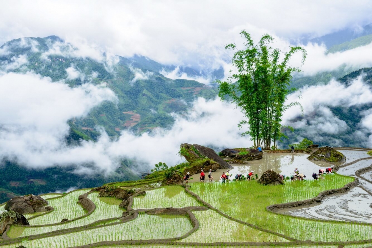 Y Tý xinh đẹp với sương mù thơ mộng và những thửa ruộng bậc thang trải màu lúa chín. Ảnh: mia.vn