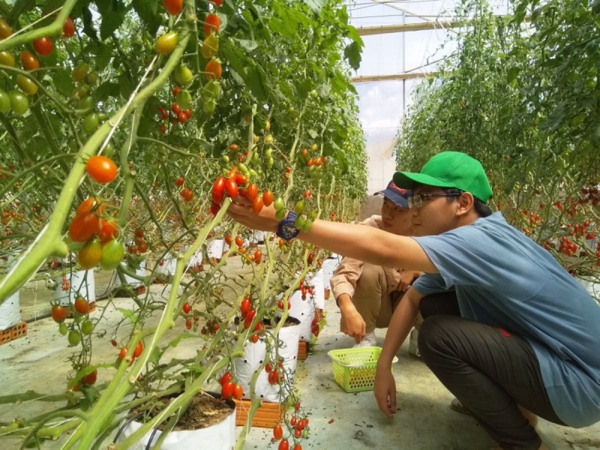 
Trong mơxăm amăng Kual ngă đang hmua mă yua hơdră phrâo măi mok Măng Đen