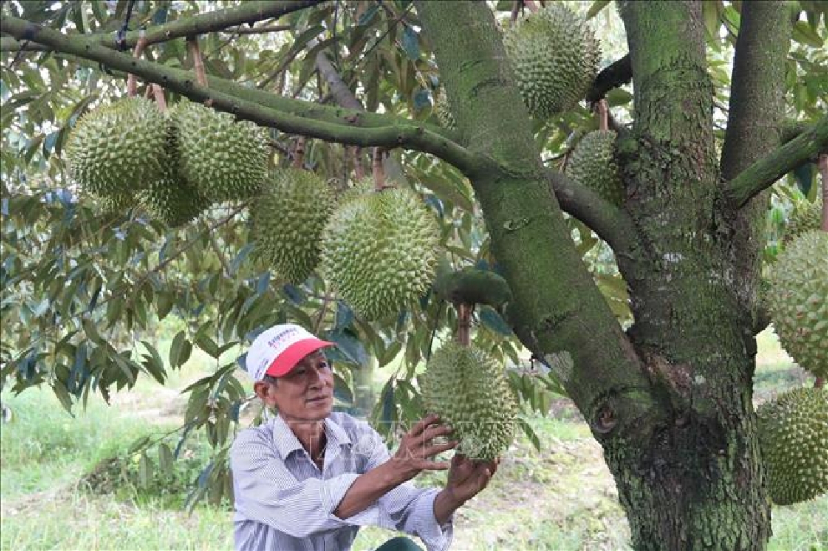 Pala sa janih durian mek hu kein laba glaong