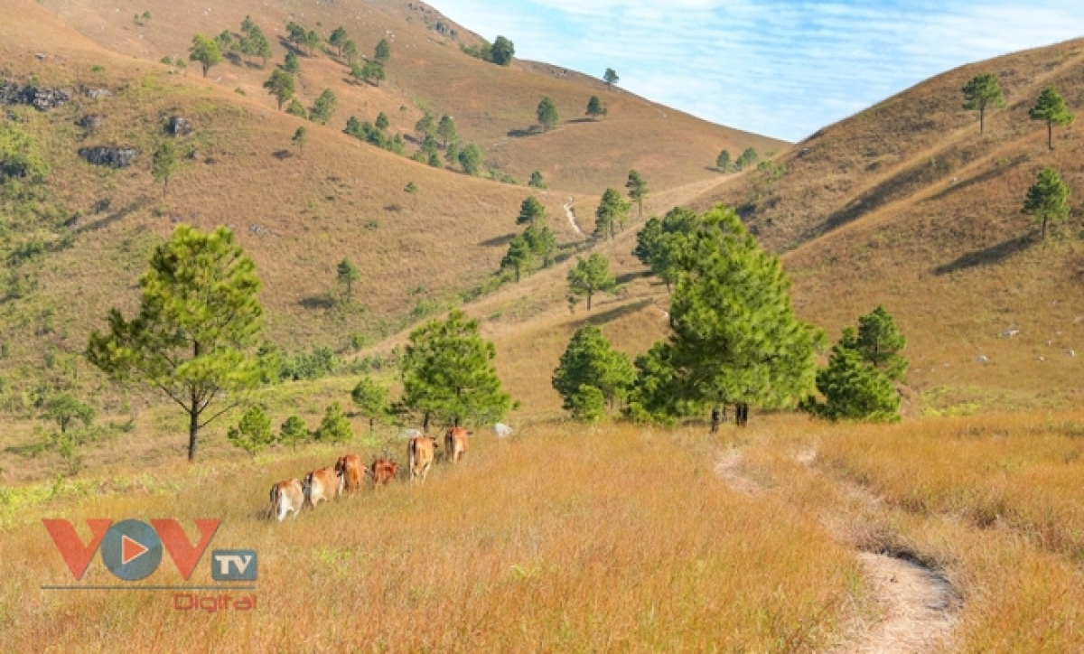 Đồi cỏ cháy Quảng Ninh