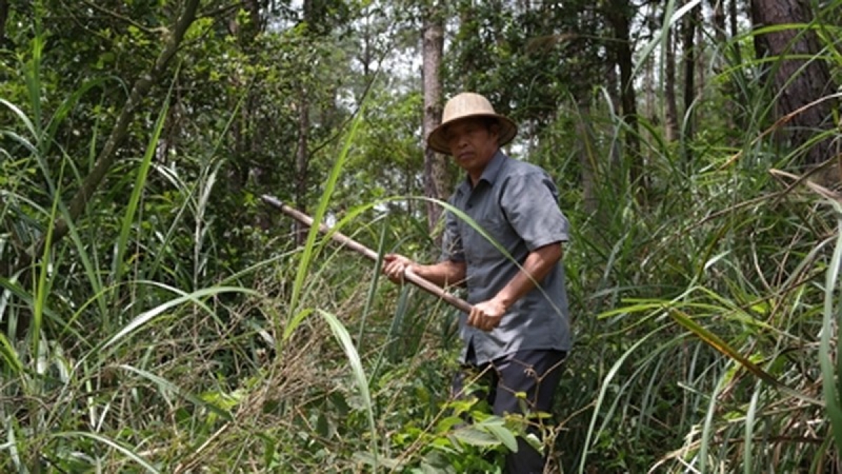 
Pôa  Lý Văn Tư (thôn Bản Rỵ, cheăm Hữu Khánh, tơring Lộc Bình) rak ngăn kong loăng hngó (Um: Hlá tơbeăng Nhân dân)