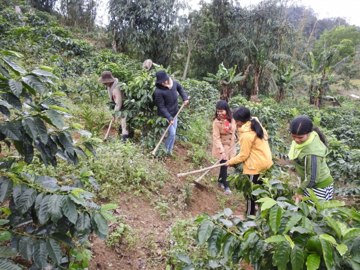 
Rak ngăn kơdrum kơphế tíu hngíu Arabica a cheăm Hiếu, tơring Kon Plông