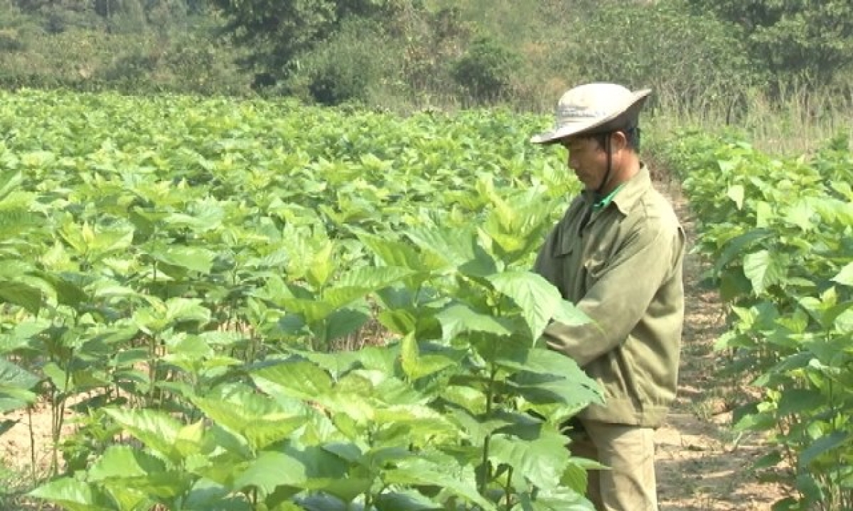 Kơnhoàl Dam Rông lời 400 tơlak đong dong kờl làng bol kòn cau dùl ết nă cau tam tờm zơu ròng tu