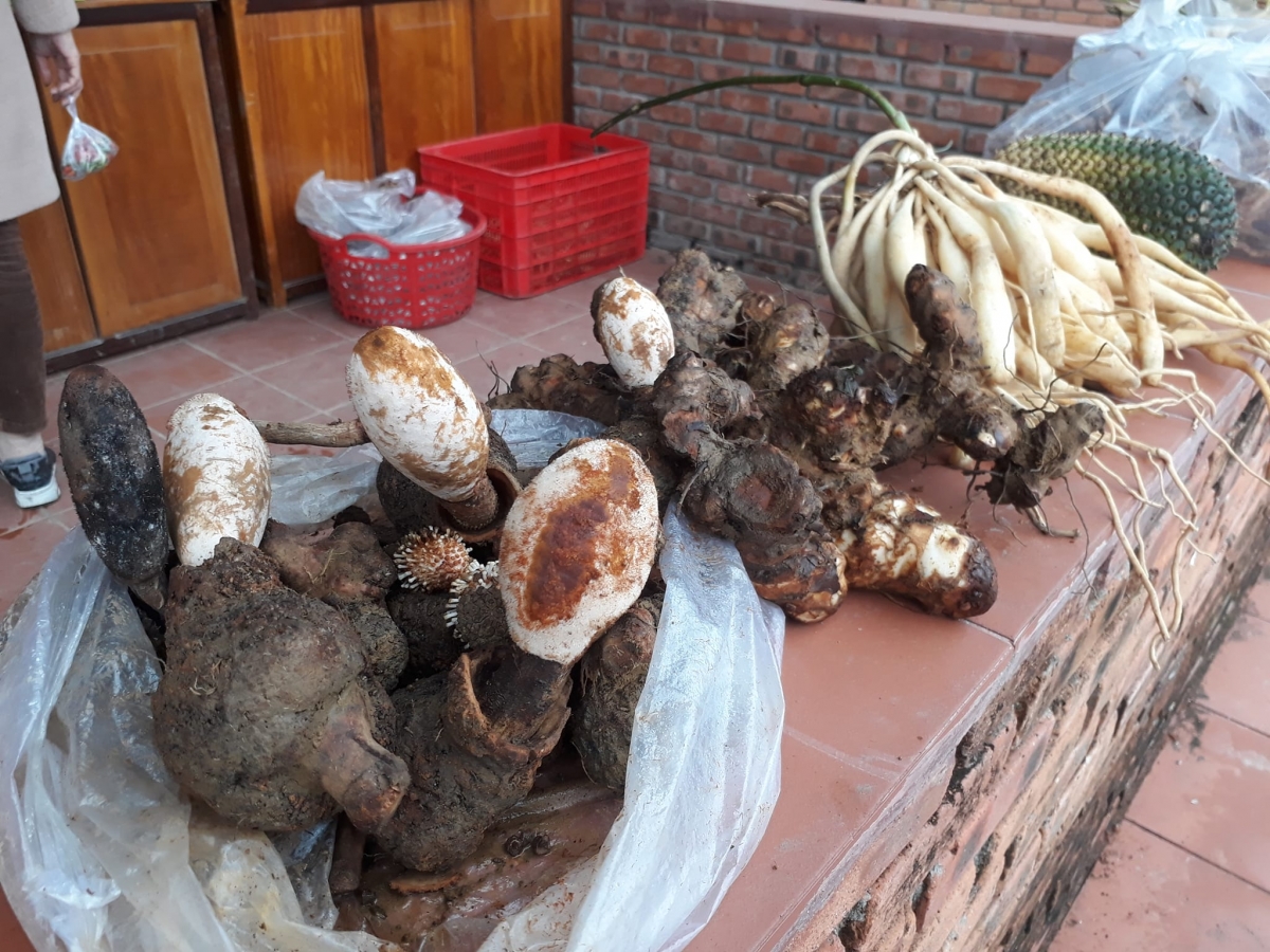 Aâm Ngọc Cẩu, chứa crâng, sâm a'ngoọn bơơn đhanuôr zâp chr'val k'coong chi ngai âng đơơng pa câl, p'cắh đoong ta mooi lêy câl.
Sâm Ngọc Cẩu, dứa rừng, sâm dây được người dân các xã vùng cao biên giới mang xuống tham gia, giới thiệu đến du khách.