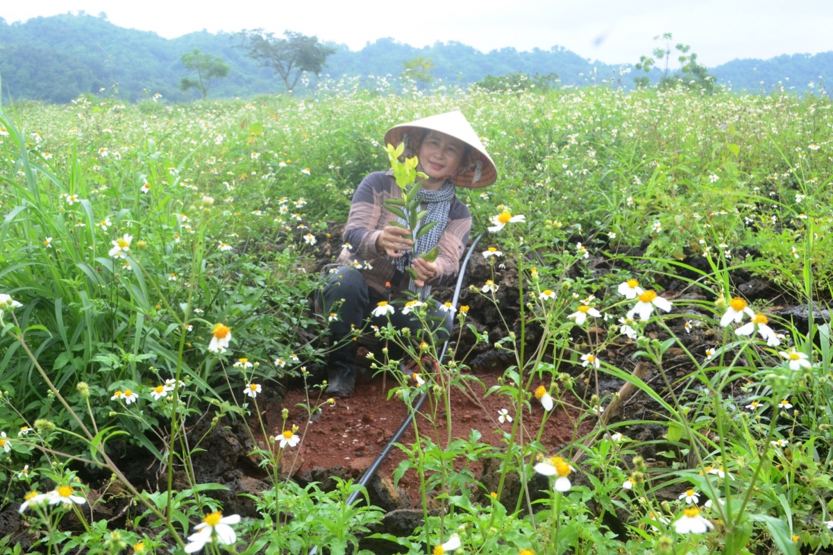 
Nâ Nguyễn Thị Mai hiăng tah hnốu vâ pêt krui ngiât, krui ngeăm a kơpong tơnêi ngo on Nâm Kar