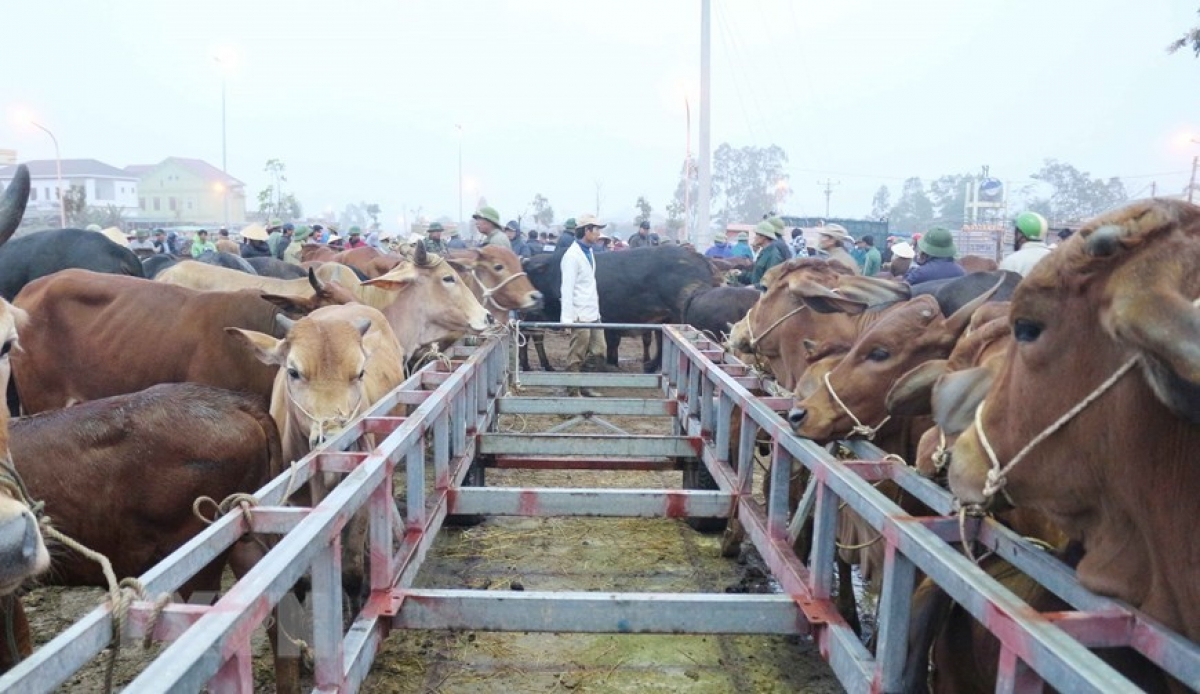 (Ảnh: TTXVN/Vietnam+)