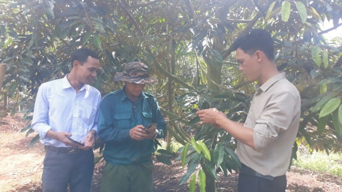 
Tơgŭm kon pơlei jang mir pơjing kơsô̆ pơkăp tơring pơtăm ăn tơm sâu riêng