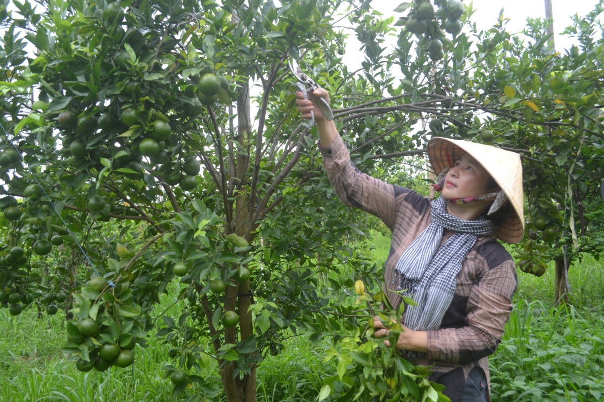 Hơdôm blah đang boh kruăi mơtah mơda hlơ hlip đĭ hiam biă mă kual lŏn pơtâo