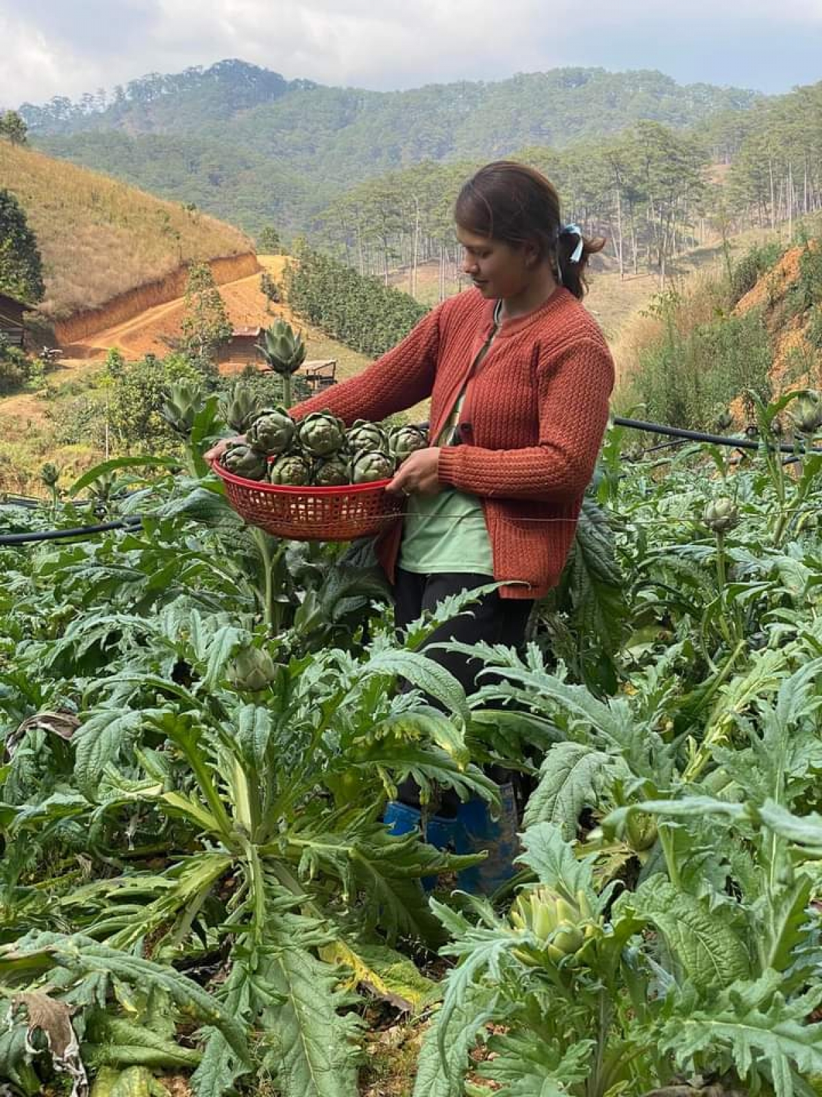 
Phan bơna atiso bơh tiah sar lơgar ngài Dà Sar dê