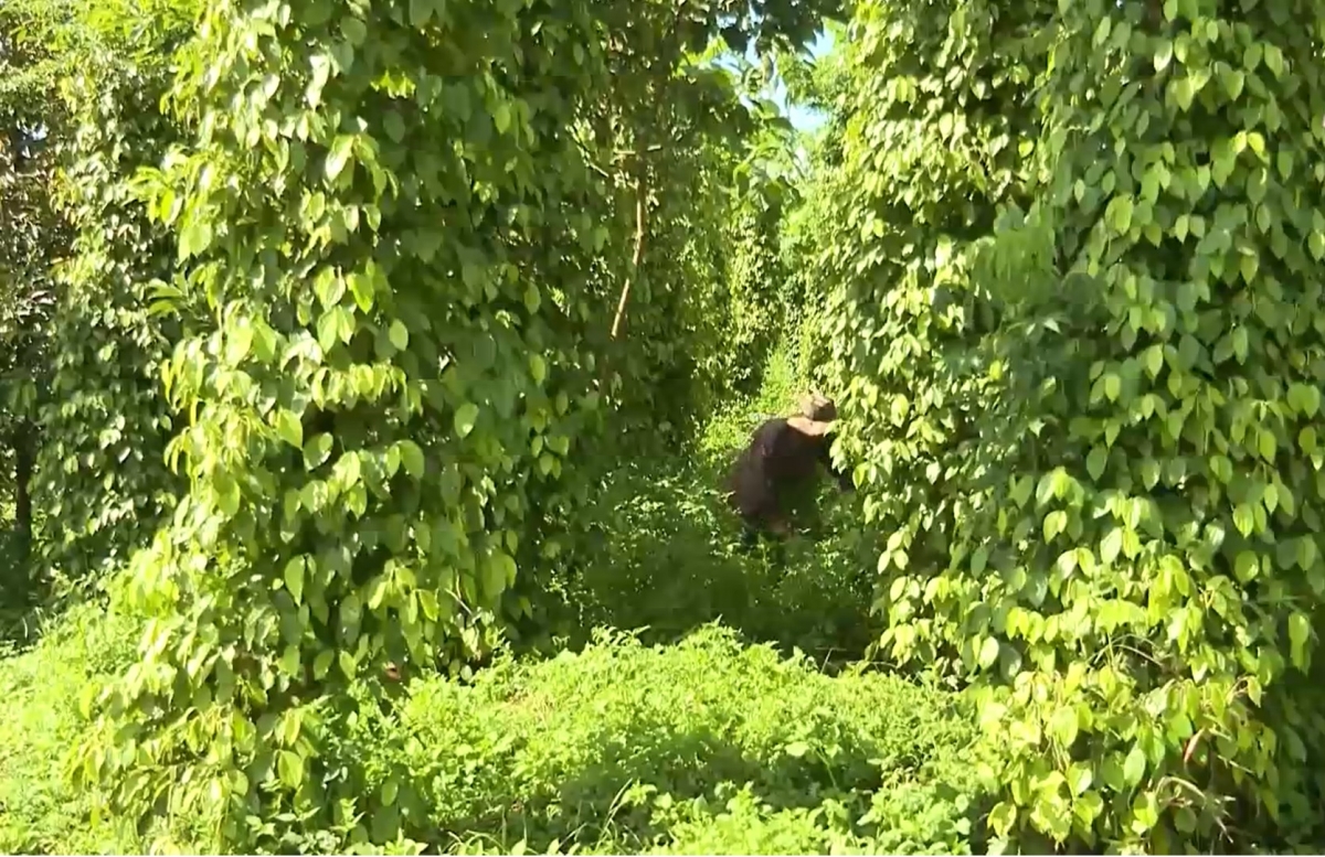 

Kơdrum pêt tiu hưh cơ a cheăm Trường Xuân, tơring Dak Song