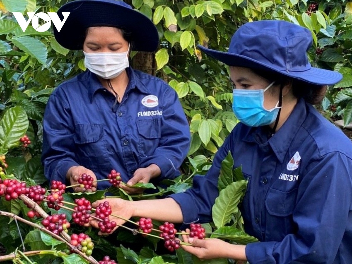 
Pơgar ka phê jang kiơ̆ 4C kơ minh unh hnam bơngai Ê đê tơ̆ xăh Ea Tu, pơlei tơm Buôn Ma Thuột, đei iŏk yua lơ.