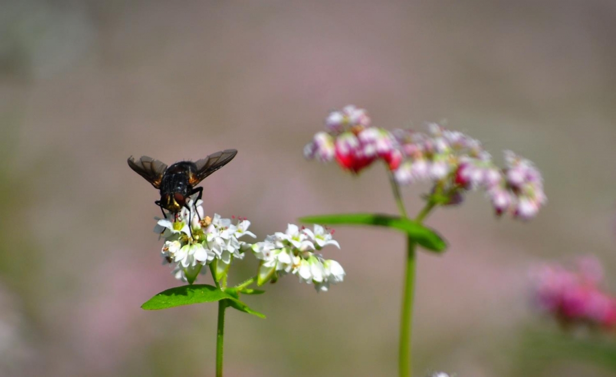 Mẩt mèng tom bjoóc