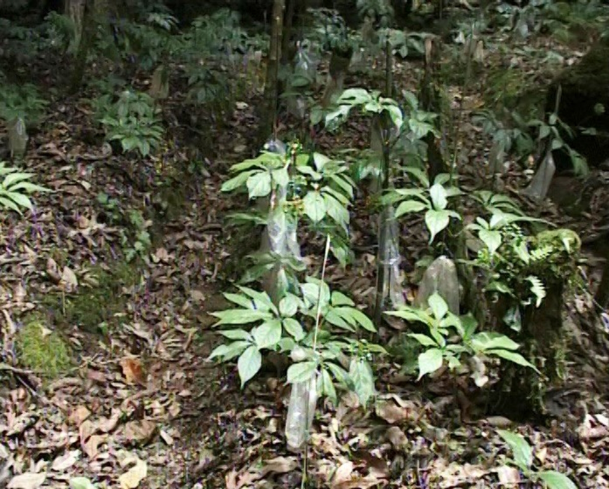 
Tơnơ̆ mờr 10 nam sơrbì ƀòn drà lòt tus bơnơm tam kơnuh sơnơm Ngọc Linh, ùr bơklau bi Nguyễn Xuân Tuấn geh jơtài rlau 20 tơmàn đong