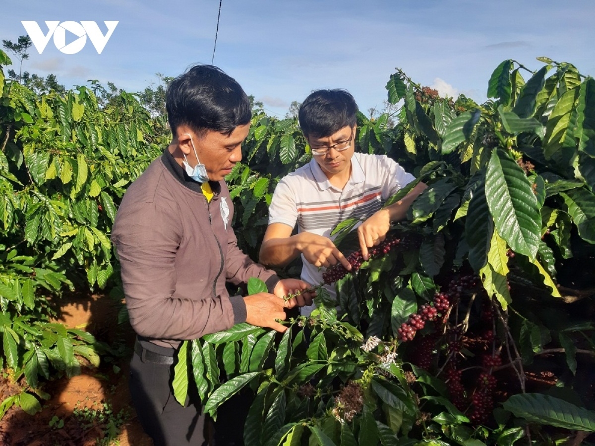 
Pơgar ka phê  UTZ tơ̆ xăh Glar, apŭng Đăk Đoa – Gia Lai tơguăt đei dôm jĭt unh hnam kon pơlei jang 70 hectar ka phê kiơ̆ pơkăp UTZ.