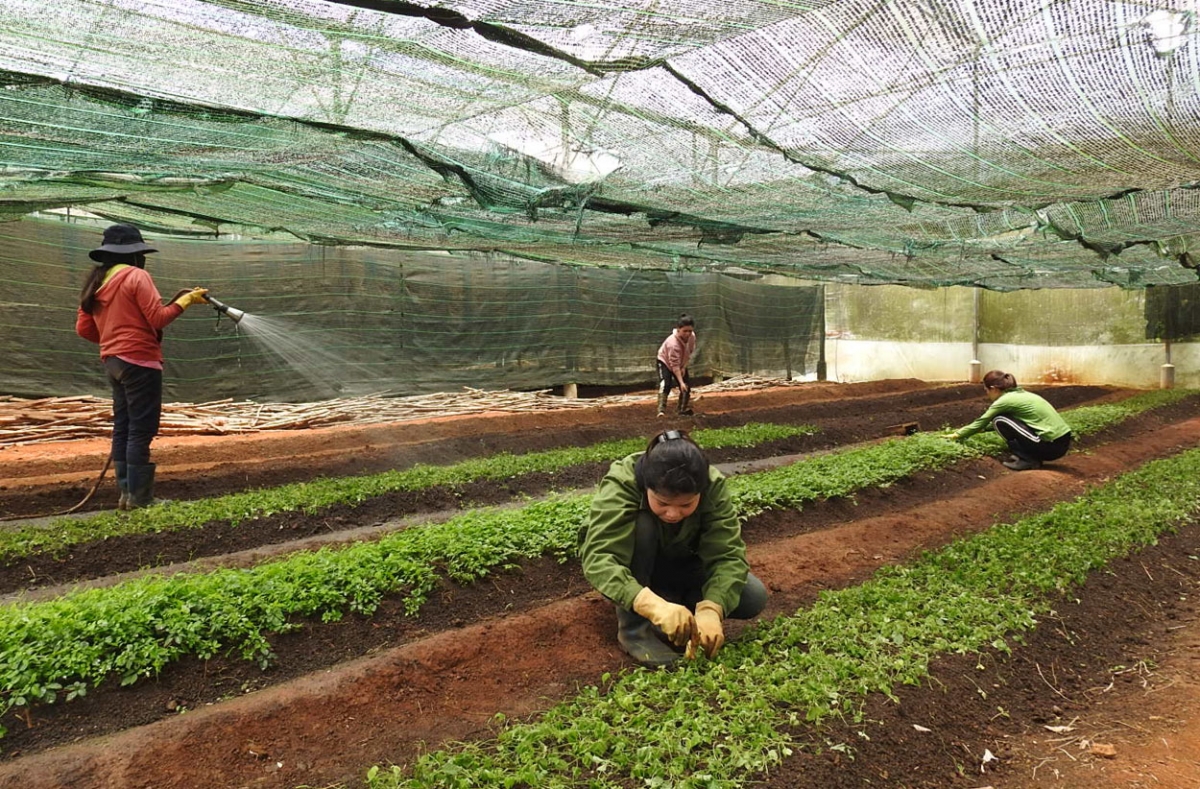 
Mơnuih djuai ania ƀiă mă bruă ƀơi đang pla anah akha kyâo ƀơi să Măng Cành, tơring glông Kon Plông