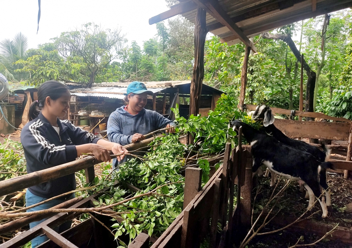 
Amai H Búi Ayun (gah hnuă) lăi pơthâo tơlơi găn rơgao bơwih brơi kơ pŭ be