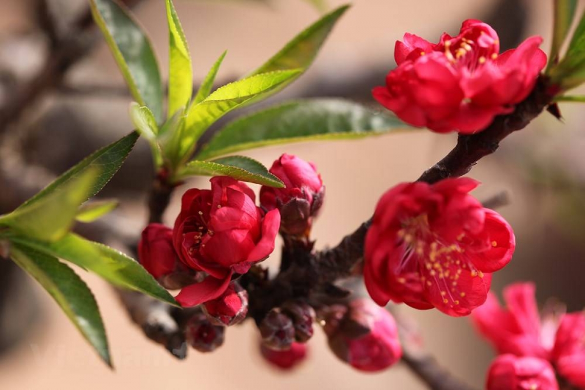 Bjoóc tào phông khóp pàn pù pạng Bắc