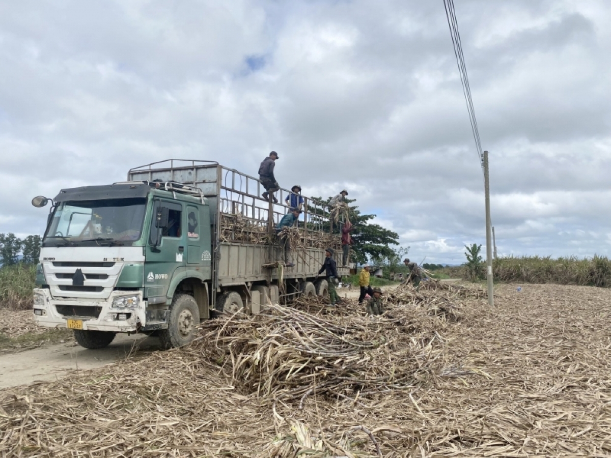 
Kong prâi tơtro, kơtếo pro sik a Dak Lak châ pêi lo hên, yă xuân tâk to kơnâ hên