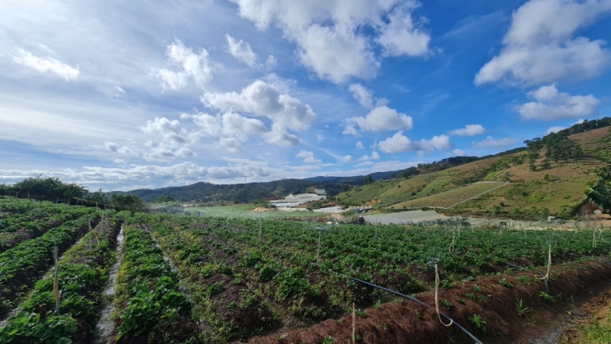 
Sươn tam tờm zơu tây bơh cau K'Ho dê tềng hơđơm jơng bơnơm Lang Biang