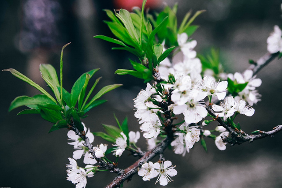 Bjoóc mác mặn phông khao