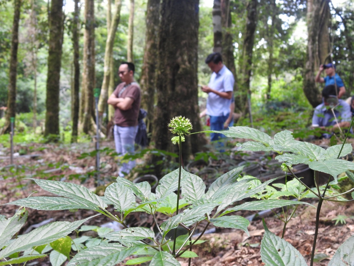 
Tơm sâm Ngọc Linh đei kơjă kăp găh mŭk drăm tơgŭm lơ kon pơlei  Xơ Đăng tơ̆ apung Tu Mrông tơplih tơdrong erih.