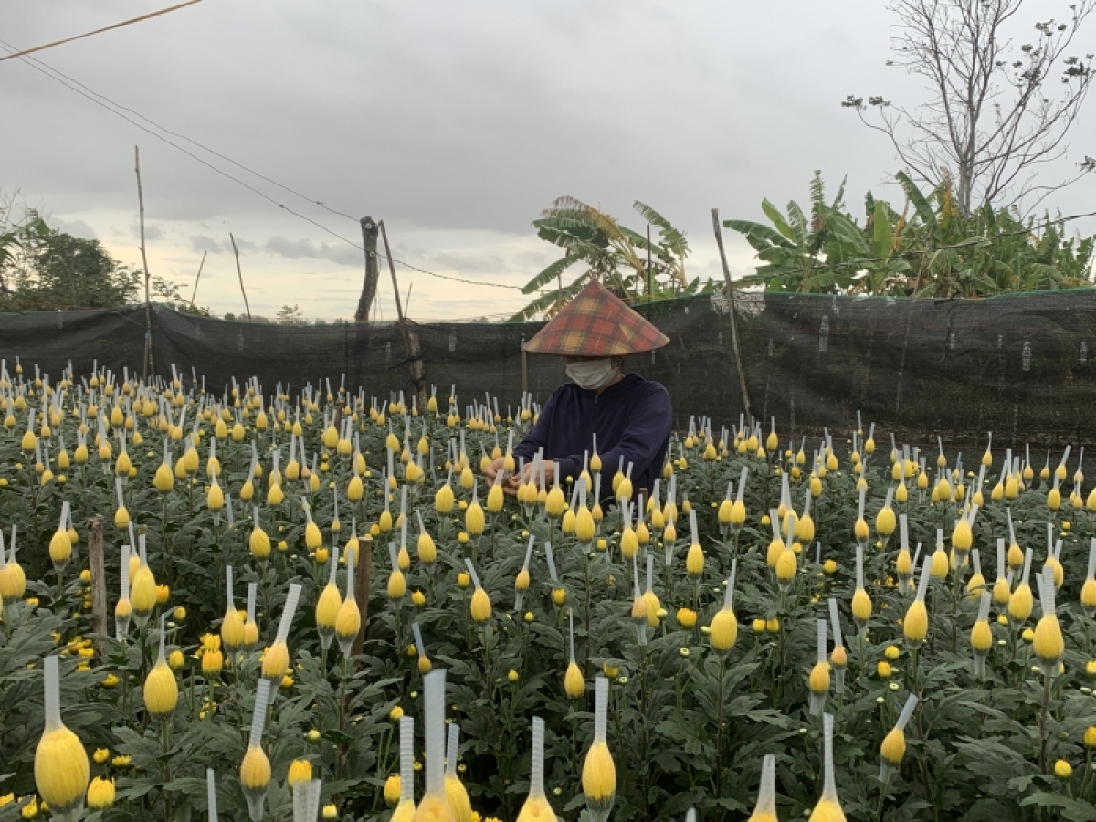 
Mơnuih ngă hmua Dak Lak dik dak prap lui bơnga sĭ bơyan ngui tết