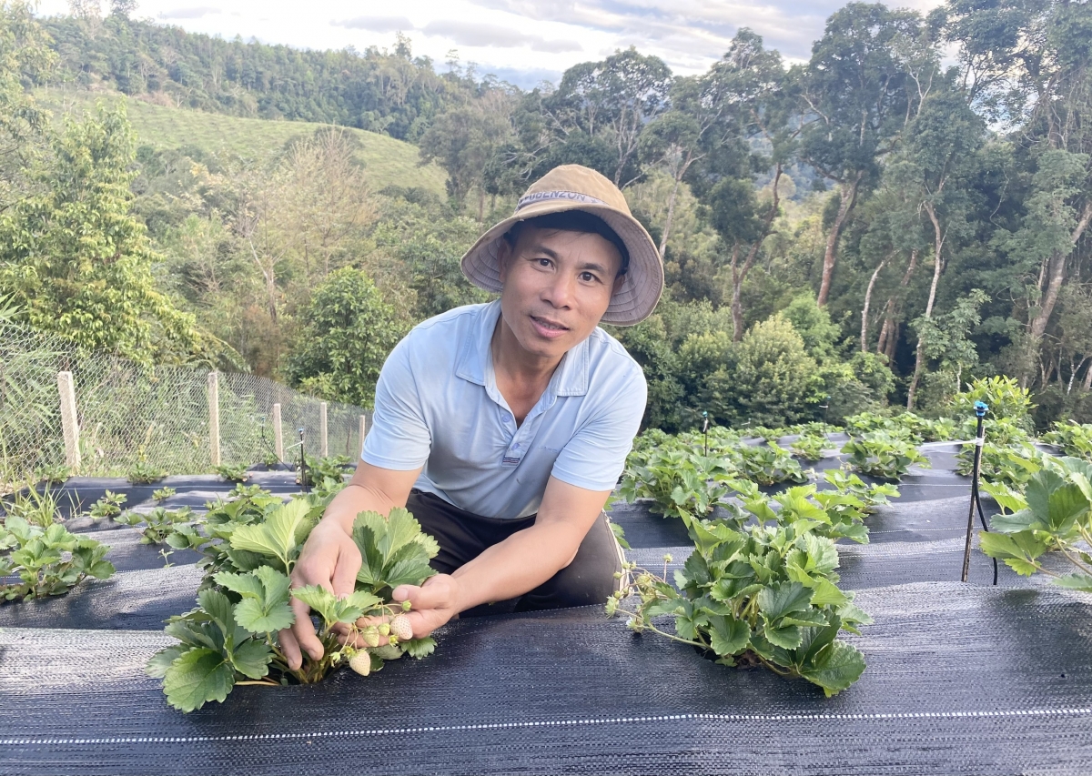 
Pakĭng pro kro mơdrŏng ing pêt Sâm Ngọc Linh, ngoh Tuấn ối pêt tơ’nôm loăng yâu ƀok vâ mơjiâng túa ôm hyô ngăn nhâ loăng tung kuăn pơlê rơtế ƀă Sâm Ngọc Linh ƀă yâu ƀok