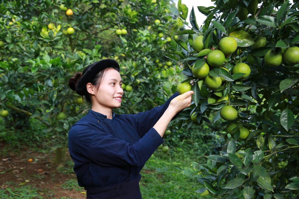 mác khót tềnh co