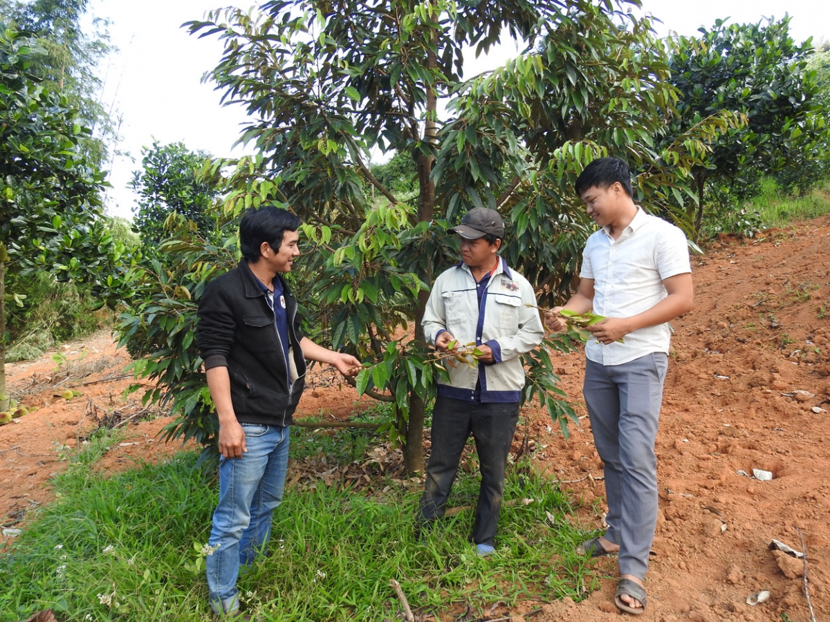 Suơn sầu riêng 3 nam bơh dùl nă cau tàm mpồl Hợp ták xã tàm Đăk Ui, kơnhoàl Đăk Hà dê