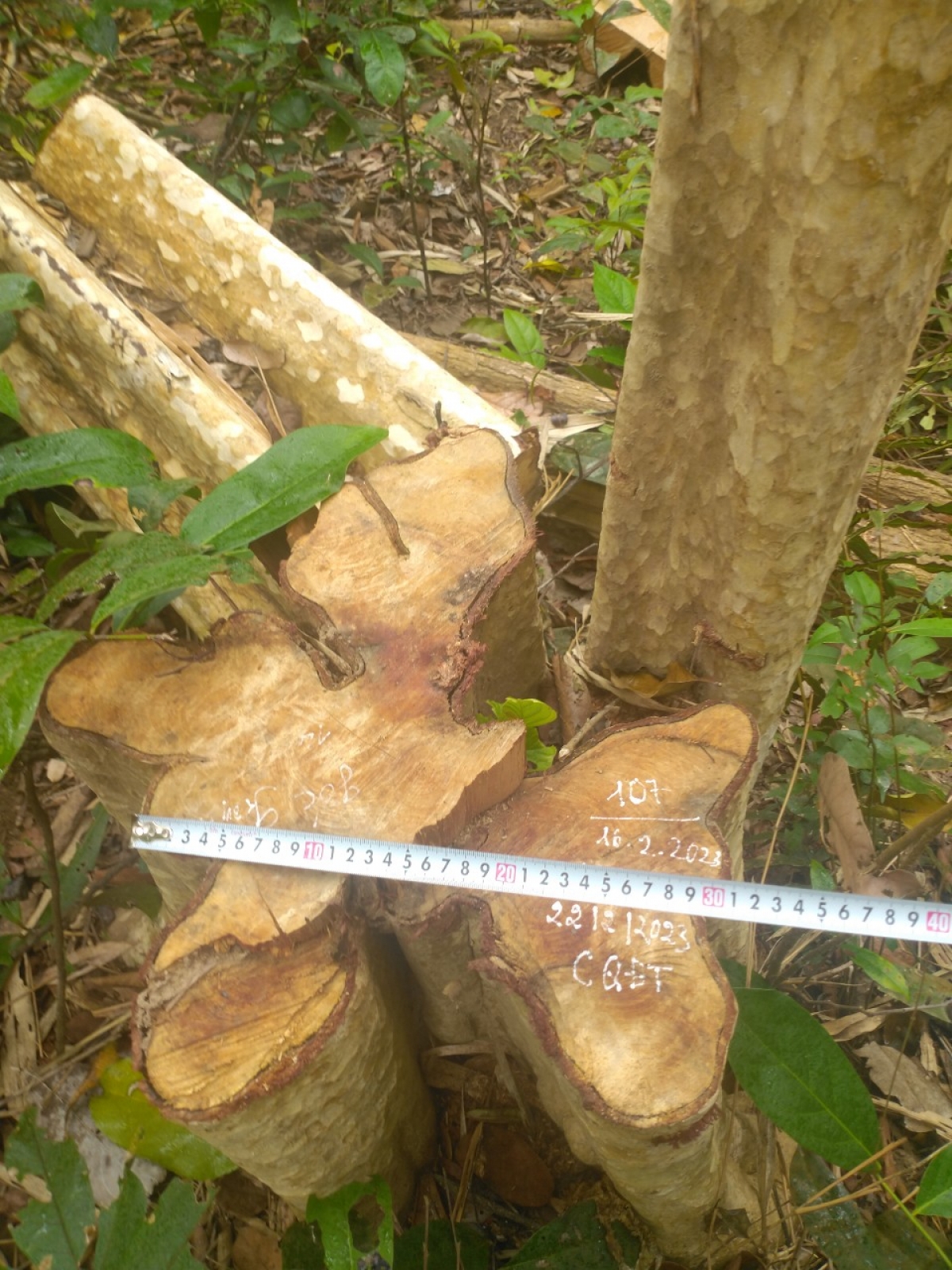 
Sa amăng mrô 125 ƀĕ phun kyâu oă dŏp amăng kơđi tơlơi glăk pơsir  (Rŭp: Anom wai lăng dlai kyâu  Gia Lai brơi)