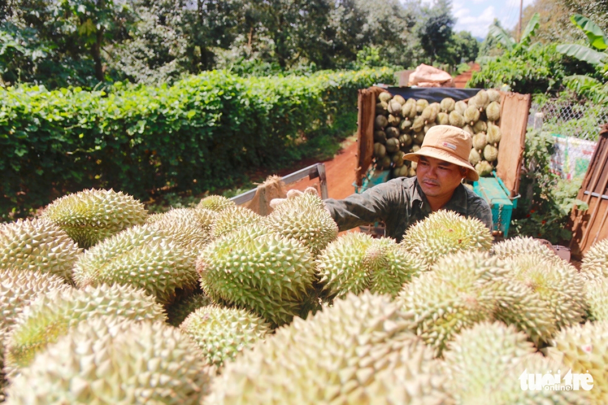 
Sầu riêng Dak Lak glăk pla pơjing pioh sĭ mơdrô lu pơ tač rơngiao