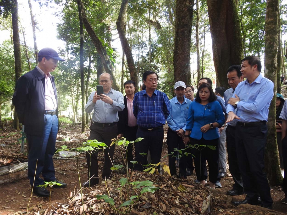         Kruanh n'gâng kan Lê Minh Hoan ndrel đah mpôl pah kan n'gâng kan tuch tăm mât rong n'hanh hun hao ƀon lan joi gĭt, uănh năl nău kan hun hao tơm sâm Ngọc Linh ta nâm n'hâm bri.
​​​​​