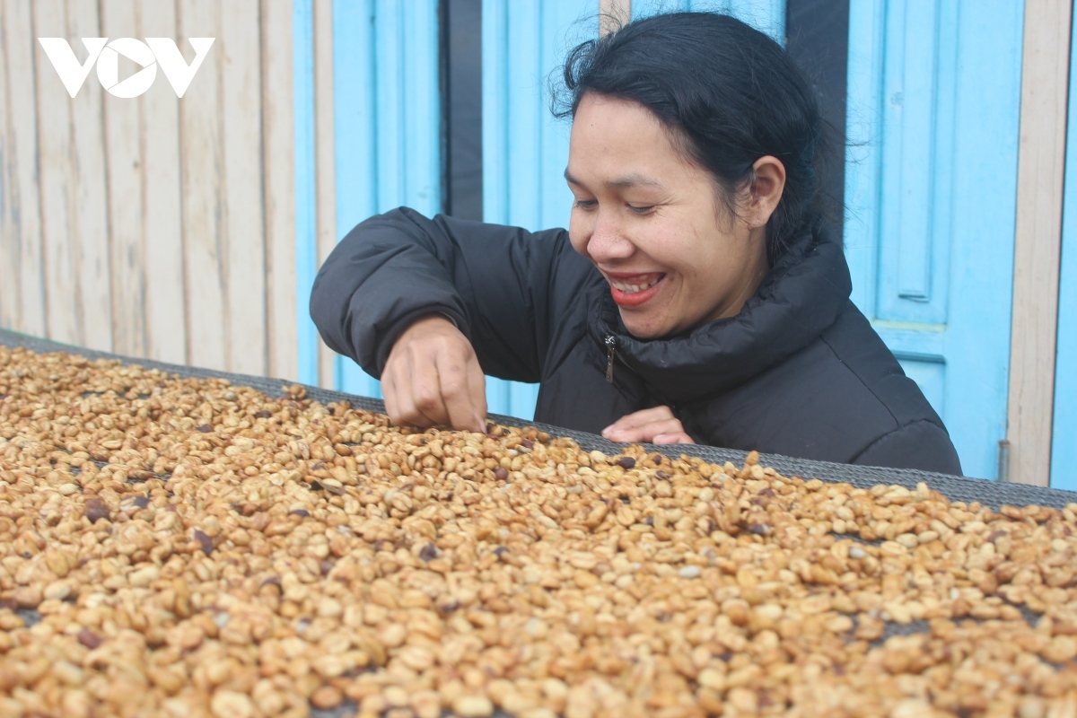 
Kơphế Arabica Ki dâi lĕm dêi nâ K’Chăm châ mơnhên tối cho tơmeăm OCOP