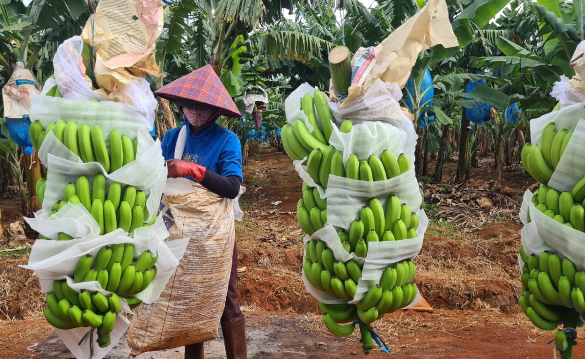 Uă mpồl lơh sa kă bro càr Gia Lai tăc prìt mờ lơgar bơdìh jăt gùng kă bro tờm