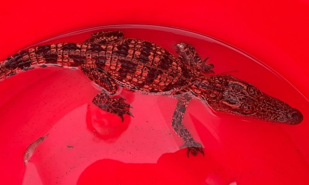 (Ảnh: Báo Lao Động)