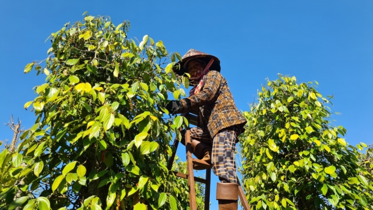 
 Kuăn pơlê a tơring Đăk Đoa, Gia Lai krí kloăng tiu