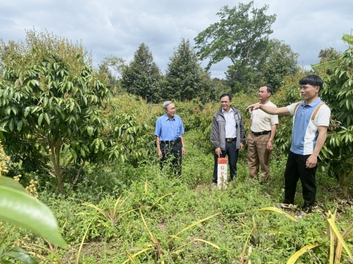 
Apŭng Krông Pach (Đắk Lắk) nhen lĕ jang vă keh đang chă hơgăt pơtŏ teh, jô̆ hơlen ‘long pơtăm vă iŏk tơvih teh ming man Trong glung rĕnh Khánh Hòa - Buôn Ma Thuột.