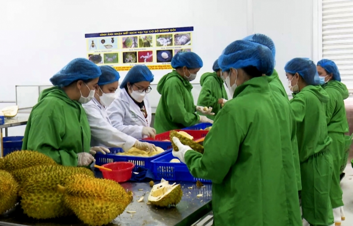 Nùs nhơm lik lơh broă bồ nam pa