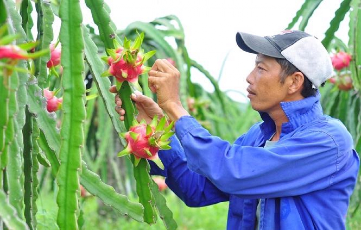 Urang pala biak uan tabuan tuk thanh long tagok yaom khang