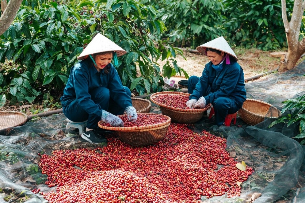 

Kuăn pơlê Dak Lak tơmâng mơnhông mơdêk kơphế dâi lĕm, kơphế xú hŏm