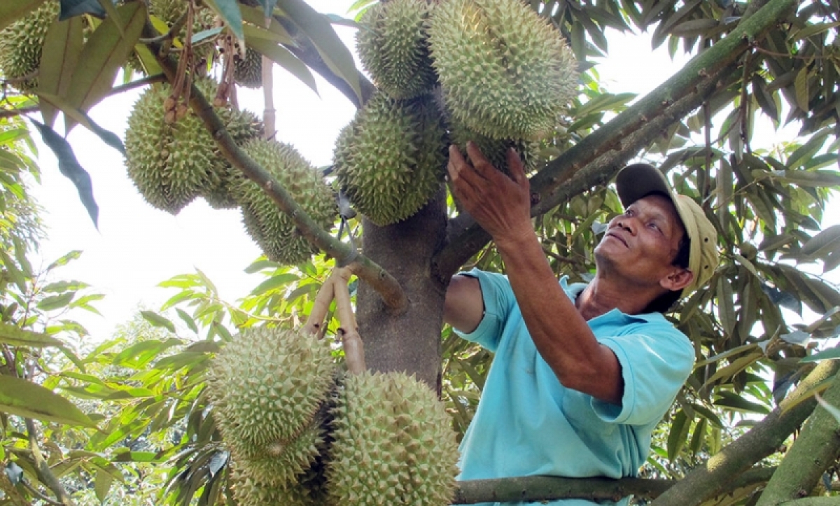 
Lâm Đồng pơtă mơnuih ngă đang hmua anăm rŏng pơhư prong mă ôh lŏn pla sầu riêng