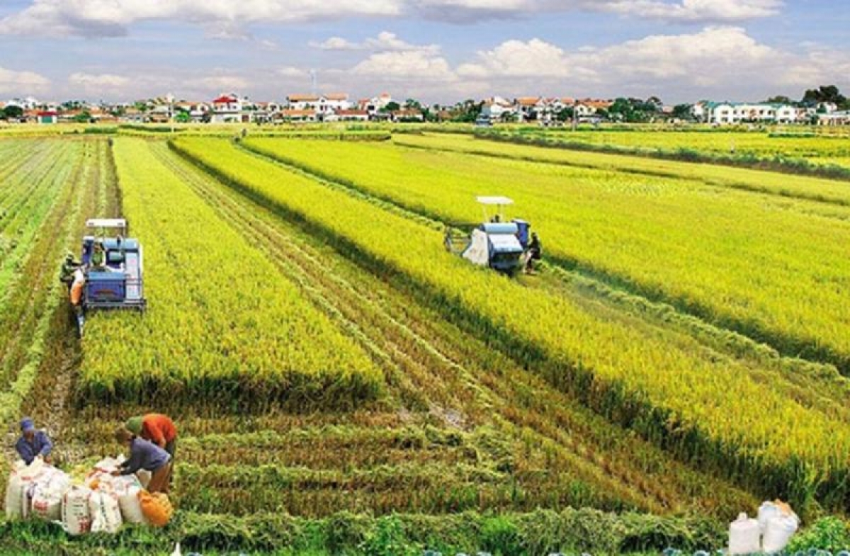 Dự thảo Hukum taneh riya (pasiam veik) hu taong yaom lac hu rilo labik bahrau 