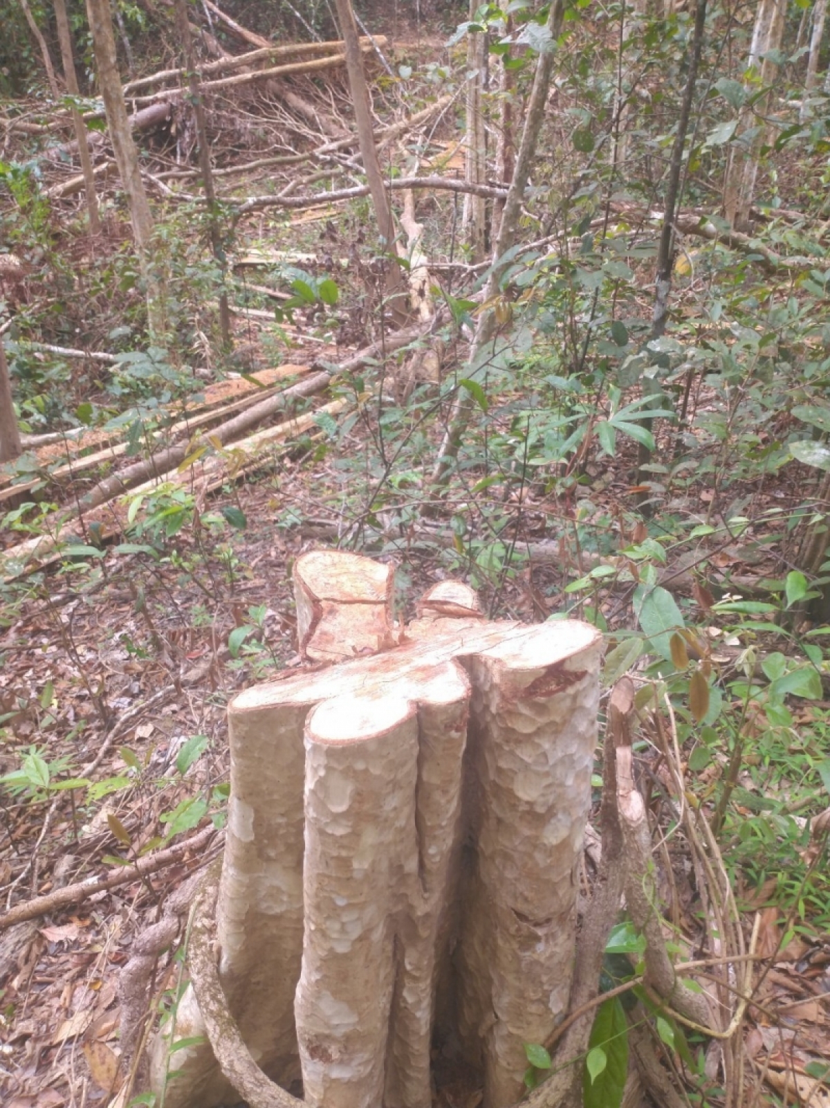 Tiah gơlik geh bơta mus kơl brê tàm Tiểu khu 792 kơnhoàl Kông Chro, càr Gia Lai