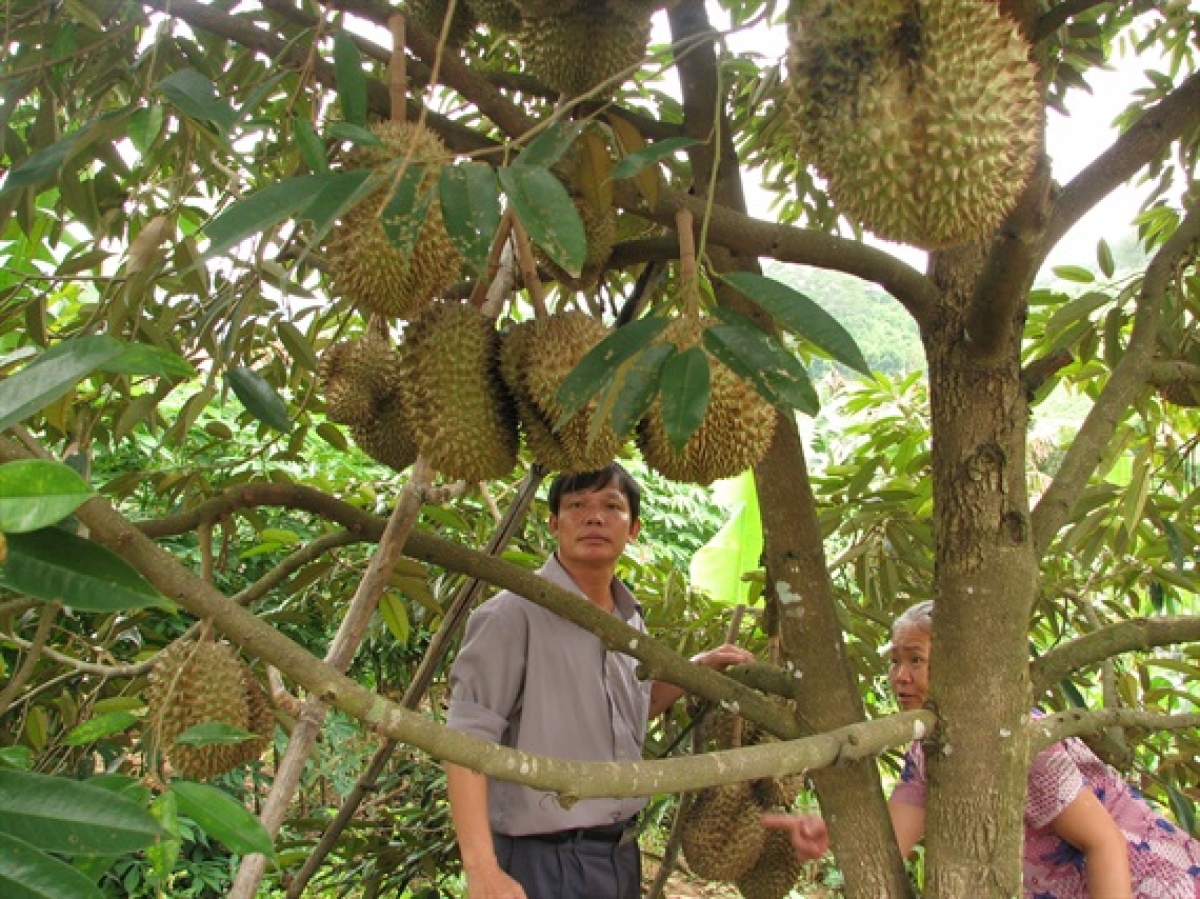 Boh sầu riêng hlăk đĭ nua tui ƀơi Dak Lak